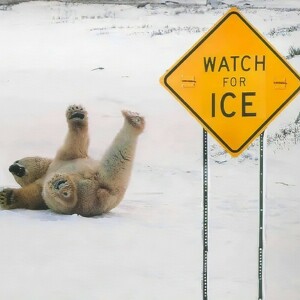 Team Page: The Ice Dingles